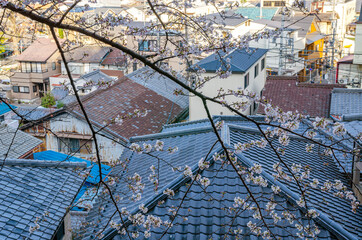 大津市の都市風景と桜