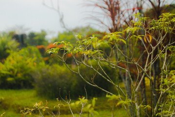 ladybird on a leaf