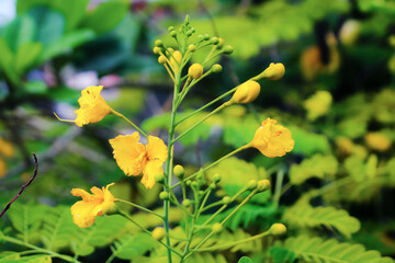 yellow flower in the garden