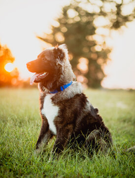 "Caucasian Ovcharka" Images – Browse 52 Stock Photos, Vectors, and