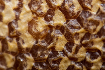 close up of hive