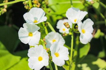 white and yellow flowers