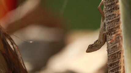 Naklejka premium lizard on a coconut tree 
