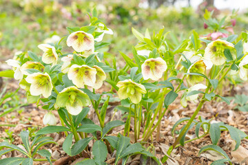 クリスマスローズ