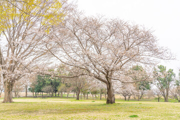 桜満開広場