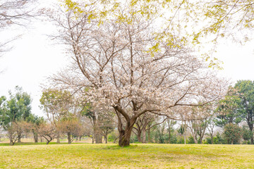桜満開広場