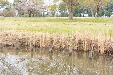 沼のほとりに鴨が泳ぐ