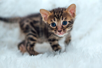 Cute dark grey charcoal bengal kitten on a furry white blanket.