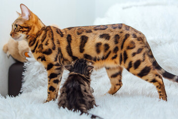 Bengal cat with her little kitten on the white fury blanket