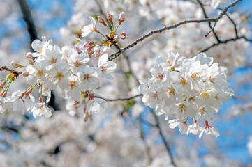 Cherry blossom flowers in full bloom in a park in Tokyo, Japan