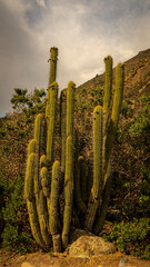 saguaro cactus in state