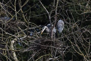 Fototapeta premium great blue heron nest