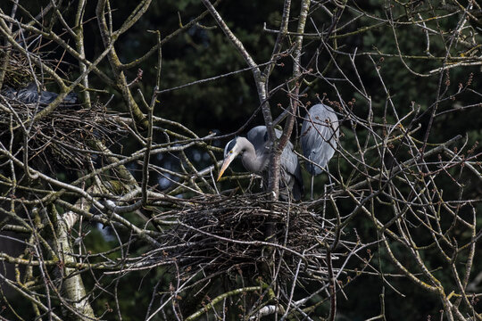 Great Blue Heron Nest