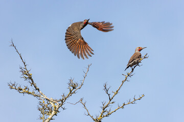 northern flicker woodpecker