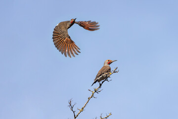 northern flicker woodpecker
