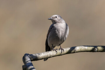 Townsends Solitaire bird