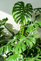 Obraz premium Close up of fresh green leaves Monstera houseplant in living room over white wall at sun light. Home gardening. 