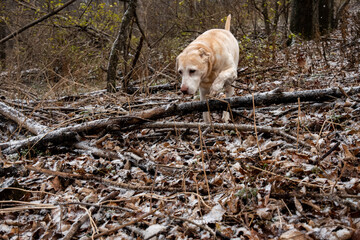 Senior dog walking on the trail.   Cass lost her ear to mast cell tumors and still gets outside to...