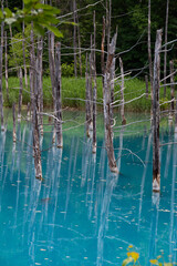 古木を水面に映す青い池の湖面　美瑛町
