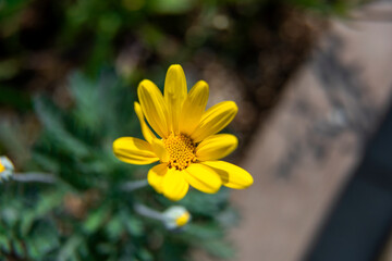 the beautiful wild flower in the spring garden.