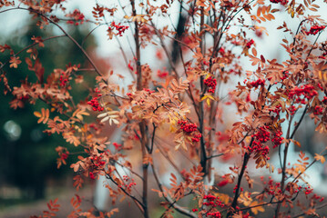 Beautiful autumn nature background with yellowed leaves of rowan tree and red berry on branches. Scenic fall natural backdrop with red rowanberry. Vivid red berries of rowan tree on bokeh background.
