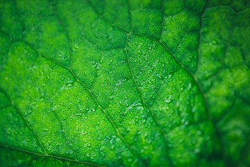 Fototapeta na wymiar Vivid natural texture of wet green leaf with veins. Minimalist nature background with dew drops on green leaf surface. Beautiful minimal backdrop with droplets on leaf in macro. Nature texture of leaf