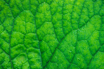 Vivid natural texture of wet green leaf with veins. Minimalist nature background with dew drops on green leaf surface. Beautiful minimal backdrop with droplets on leaf in macro. Nature texture of leaf
