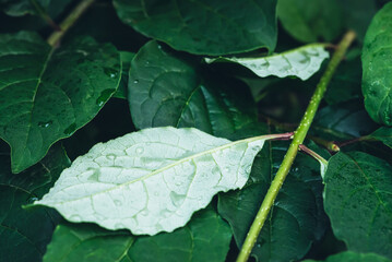 Vivid minimalist nature background with dew drops on green leaves close up. Beautiful green minimal natural backdrop with droplets on leaves in macro. Closeup of bright wet leaves with rain drops.