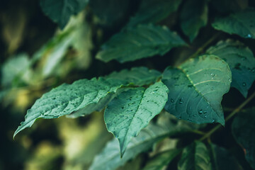 Vivid minimalist nature background with dew drops on green leaves close up. Beautiful green minimal natural backdrop with droplets on leaves in macro. Closeup of bright wet leaves with rain drops.