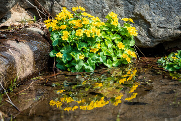 the beautiful wild flower in the spring garden.