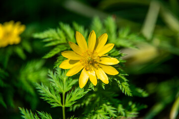 the beautiful wild flower in the spring garden.