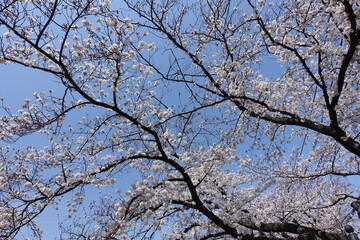 Fototapeta na wymiar cherry blossom festival