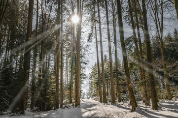 sprinsun and snow in the forrest 