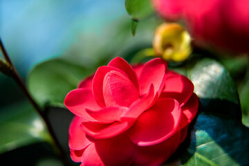 The beautiful wild flower in the spring garden.