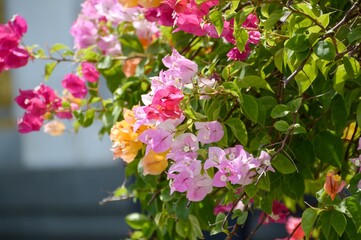 pink Bougainvillea flower in nature garden