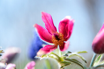 The beautiful pasqueflower in the spring garden.

