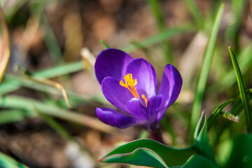 The beautiful tulip in the spring garden.