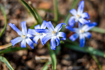 The beautiful wild flower in the spring garden.