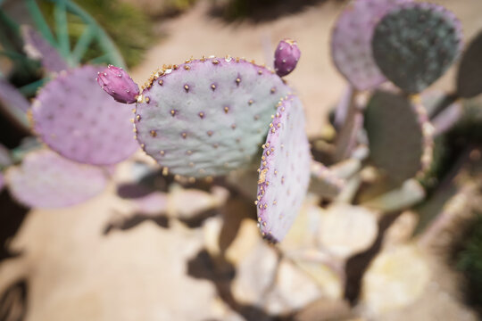purple cactus with pretty heads
