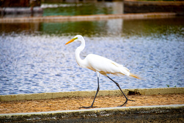 Obraz premium Heron on the lake.