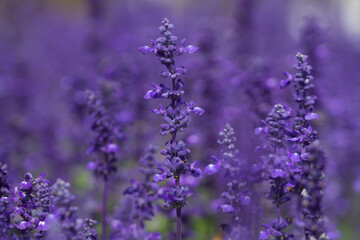 Beautiful blue Salvia(salvia farinacea) flower blooming in outdoor garden.Purple Salvia is herbal plant in the mint family.Botanical,natural,Herb and flower concept.Vivid shade.