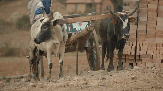 Two Zebu stand hitched to traditional Malagasy cart by home-fired brick pile