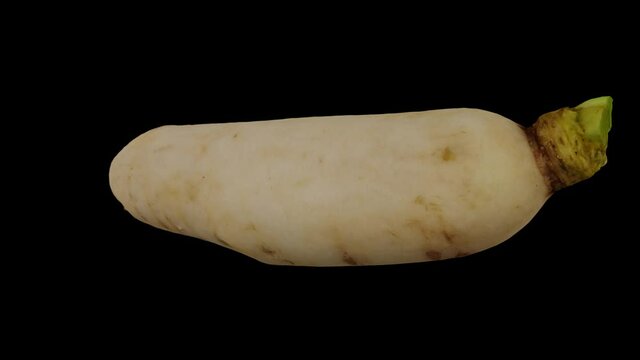 Realistic render of a spinning Daikon (White Japanese Radish) on black background. The video is seamlessly looping, and the 3D object is scanned from a real daikon.
