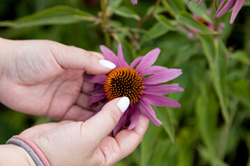 Echinacea flowers on a flowerbed in a city park. A woman's hand touches the echinacea flowers. Profuse blooming of purple flowers. Selective focusing. 