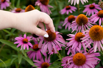 Echinacea flowers on a flowerbed in a city park. A woman's hand touches the echinacea flowers. Profuse blooming of purple flowers. Selective focusing. 