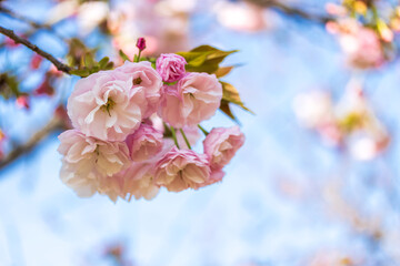 桜クローズアップ