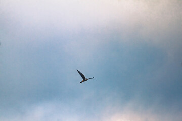 Birds seen from home during social isolation