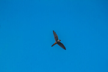 Birds seen from home during social isolation