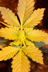 Cannabis first leaves close up modern high quality print medical marihuana super lemon haze family cannabaceae