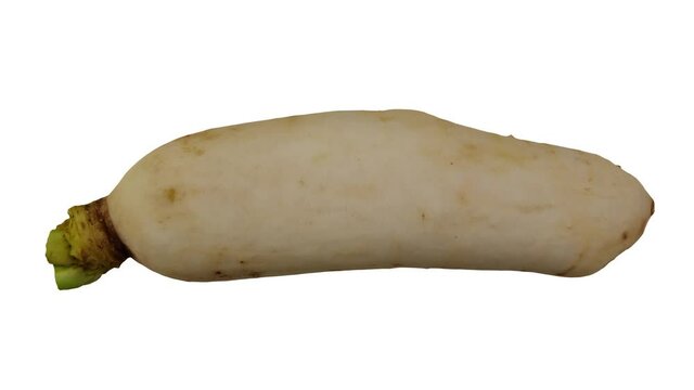Realistic render of a rolling Daikon (White Japanese Radish) on white background. The video is seamlessly looping, and the 3D object is scanned from a real daikon.
